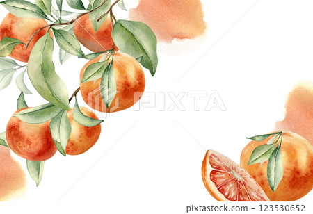 Branch of ripe grapefruits on watercolor splash border on isolated background. Banner of citrus tree and red orange hand drawn. Citrus fruits and foliage painted in botanical sketch for invitation. 123530652