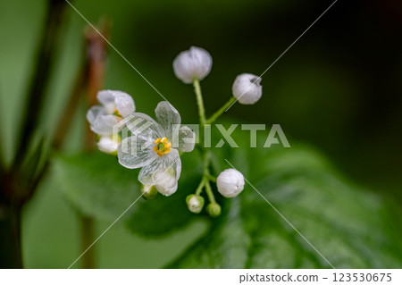 Sankayou (rainy day) Sankayou (rainy day) 123530675