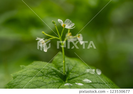 下雨天 下雨天 123530677