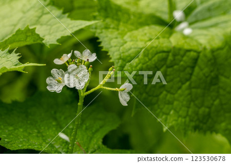 Sankayou (rainy day) Sankayou (rainy day) 123530678