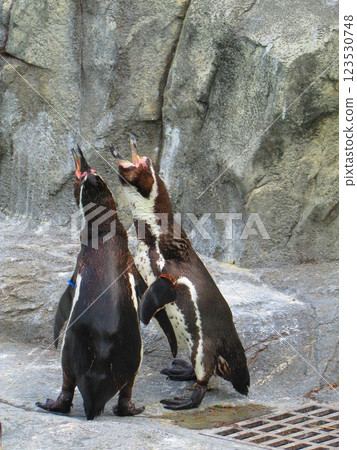 Two Humboldt penguins in sympathy 123530748