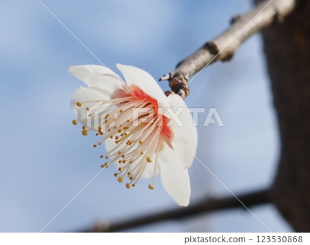 清晨梅花盛開（20250302083528） 123530868