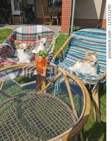 chihuahua is resting with drink 123531240