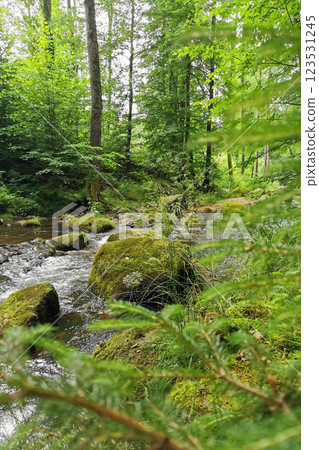 small river in spring czech forest small river in spring czech forest 123531245