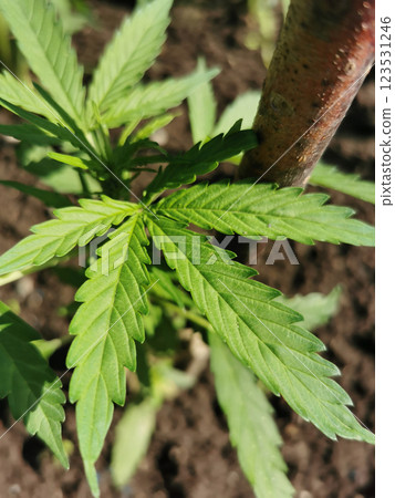 young marijuana plant with the fly young marijuana plant with the fly 123531246