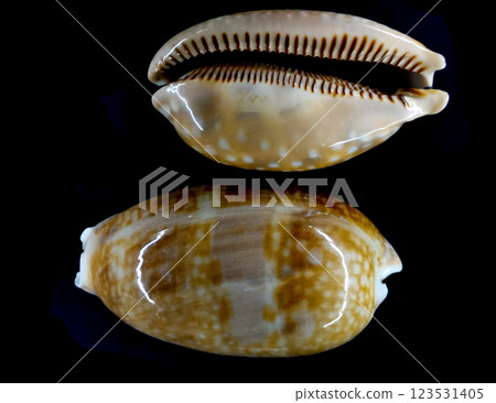 old damaged wood surface 123531405