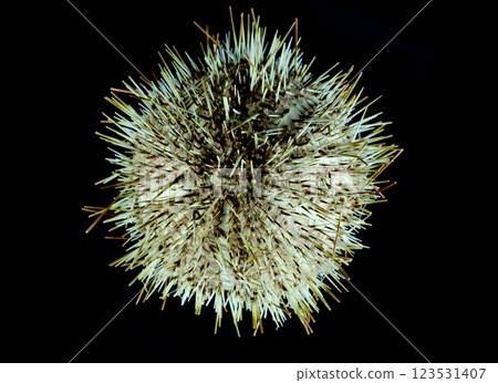 sea urchin isolated on the black 123531407