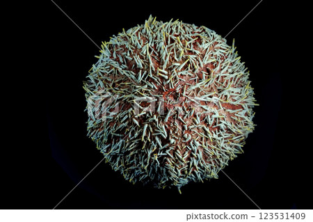 sea urchin isolated on the black 123531409