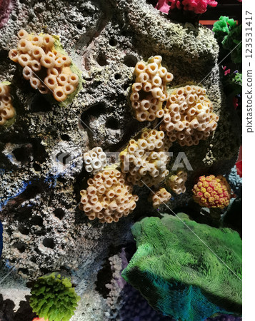 nice coral sea background 123531417