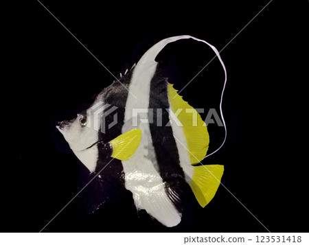 tropical fish isolated 123531418