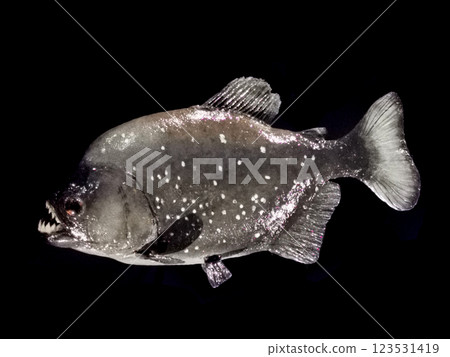 piranha fish isolated piranha fish isolated 123531419