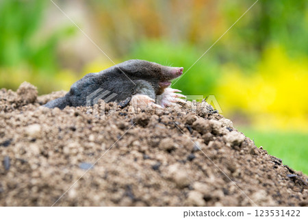 Mole animal peeking from the tunnel 123531422