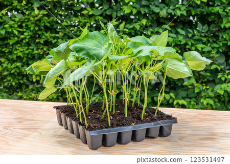 Seedlings in a plastic tray ready to be planted in the garden Seedlings in a plastic tray ready to be planted in the garden 123531497