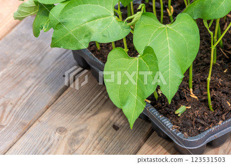 Tray with vegetable seedling on wooden work bench Tray with vegetable seedling on wooden work bench 123531503
