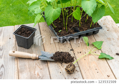Process of transplanting vegetable seedling into plastic contain Process of transplanting vegetable seedling into plastic contain 123531509