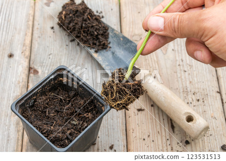 Gardener transplanting young seedling into bigger container 123531513
