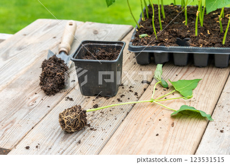 Process of transplanting vegetable seedling into plastic contain 123531515