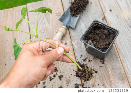 Gardener transplanting young seedling into bigger container 123531519