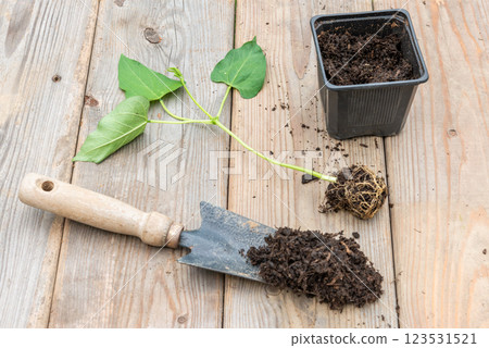 Process of transplanting vegetable seedling into plastic contain 123531521