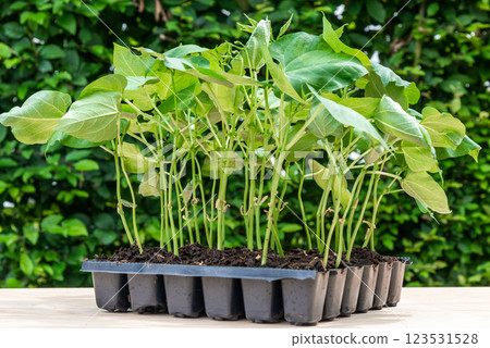 Seedlings in a plastic tray ready to be planted in the garden Seedlings in a plastic tray ready to be planted in the garden 123531528