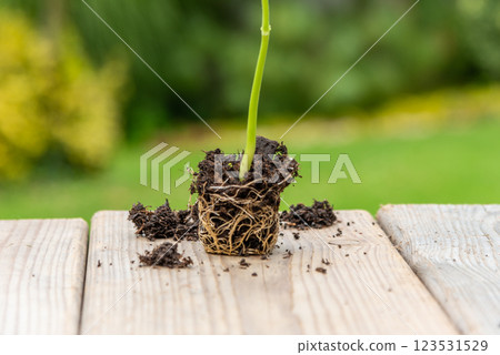 Tray with vegetable seedling on wooden work bench 123531529