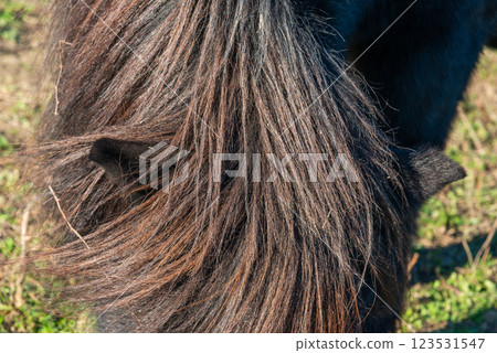 detail of a mane of brown horse grazing on pasture 123531547