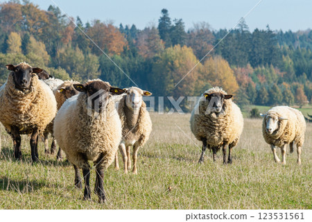 Herd of sheep grazing on pasture 123531561
