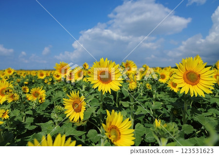 Omuta City Sunflower Field, Omuta City Sunflower Field, 123531623