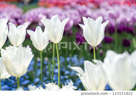 白色鬱金香 123531822
