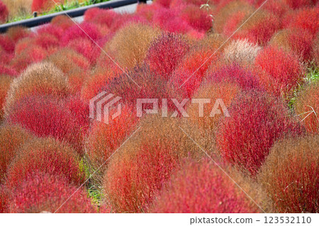 藜蘆、紅葉、日立海濱公園 123532110