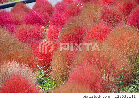 藜蘆、紅葉、日立海濱公園 123532111
