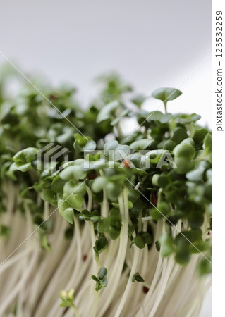 綠花椰菜芽：營養豐富的超級食品 123532259