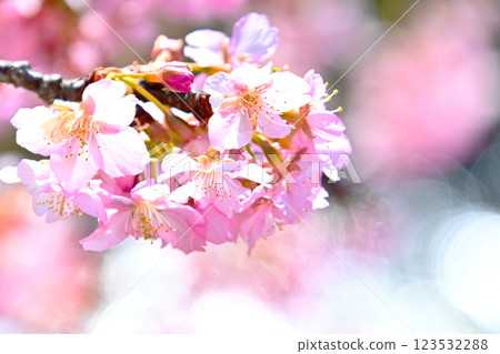 河津櫻花有著美麗的粉紅花瓣 123532288