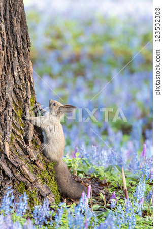 Scenery of Urausu Shrine in Hokkaido 123532308