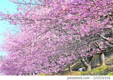 Kawazu cherry blossoms at Kamogawa Park in full bloom 123532316