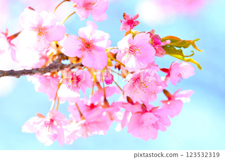 河津櫻花有著美麗的粉紅花瓣 123532319