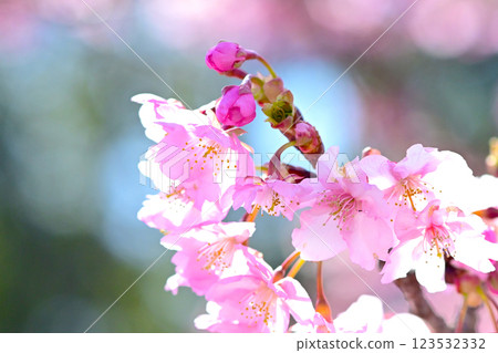 Kawazu cherry blossoms with beautiful pink petals 123532332
