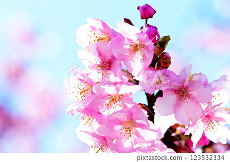 河津櫻花有著美麗的粉紅花瓣 123532334