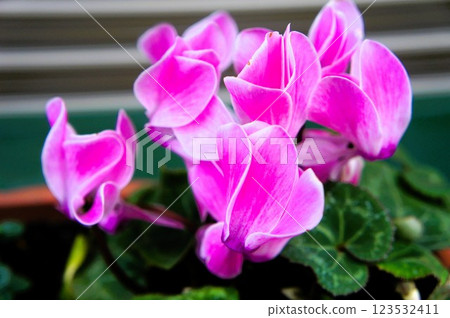 Cyclamen in the flower bed 123532411
