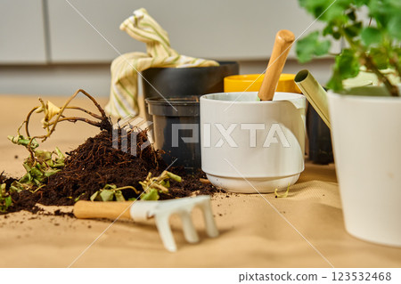 Gardening tools and potted plants during repotting process. Houseplant care 123532468
