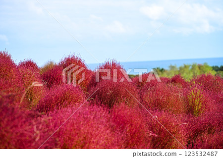 Kochia, Autumn leaves, Hitachi Seaside Park Kochia, Autumn leaves, Hitachi Seaside Park 123532487