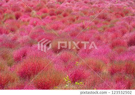 藜蘆、紅葉、日立海濱公園 123532502