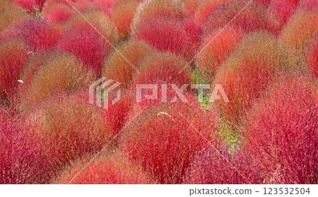Kochia, Autumn leaves, Hitachi Seaside Park Kochia, Autumn leaves, Hitachi Seaside Park 123532504