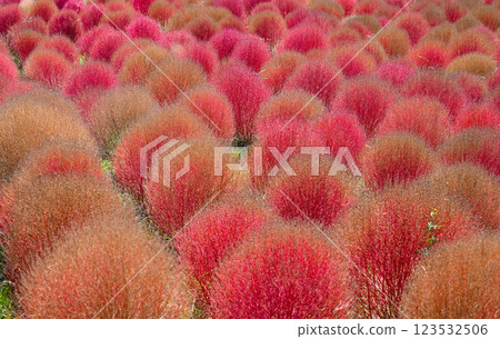 藜蘆、紅葉、日立海濱公園 123532506