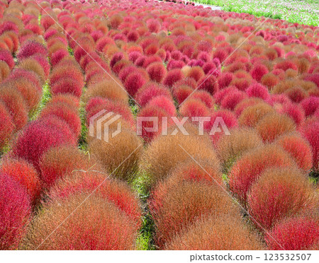 藜蘆、紅葉、日立海濱公園 123532507