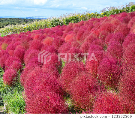 藜蘆、紅葉、日立海濱公園 藜蘆、紅葉、日立海濱公園 123532509