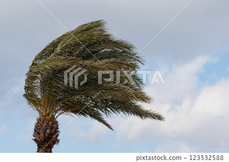 Palm trembling in the wind 123532588
