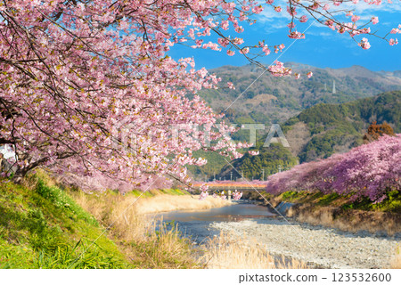 Scenery Kawazu cherry blossom season Scenery Kawazu cherry blossom season 123532600