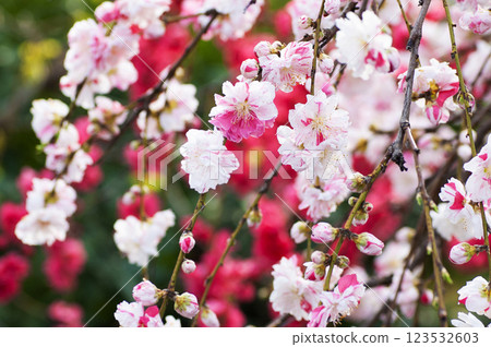 Red and white flower Red and white flower 123532603