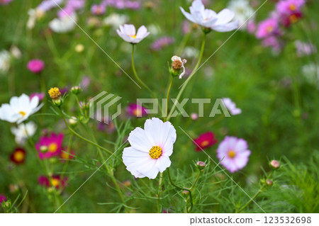 Hitachi Seaside Park Cosmos Hitachi Seaside Park Cosmos 123532698